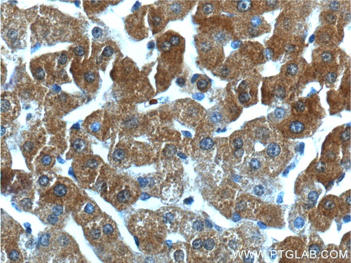 [24878-1-AP-150UL] GPR153 Polyclonal antibody