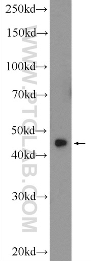 [24882-1-AP-20UL] ZNF320 Polyclonal antibody