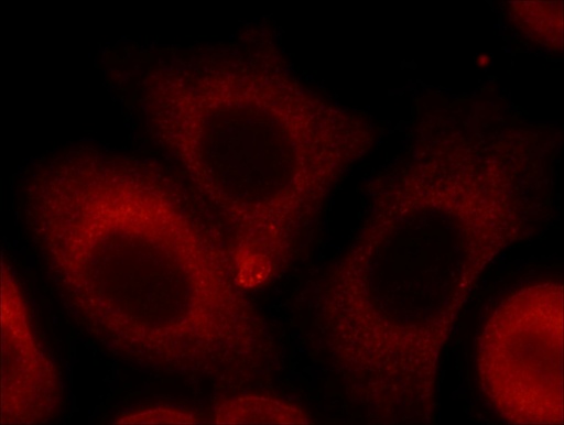 [24888-1-AP-150UL] POGK Polyclonal antibody