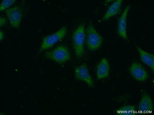 [24899-1-AP-20UL] LRP5 Polyclonal antibody