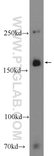 [24902-1-AP-150UL] CUX2 Polyclonal antibody