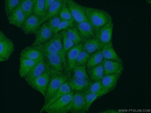 [24905-1-AP-20UL] GRAMD1B Polyclonal antibody