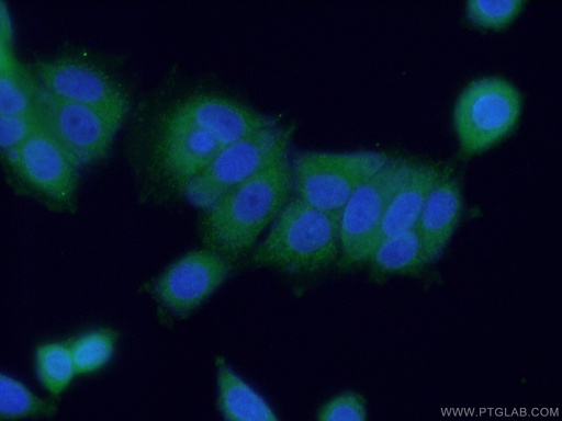 [24913-1-AP-20UL] HDAC10 Polyclonal antibody