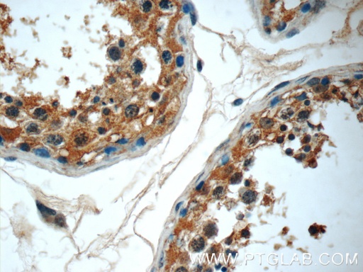 [24940-1-AP-20UL] RPL39L Polyclonal antibody