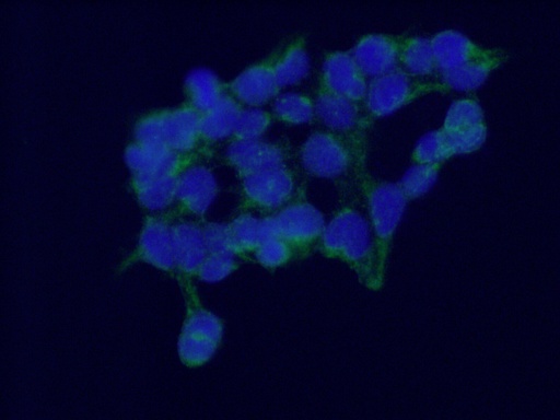 [24957-1-AP-20UL] C6orf182 Polyclonal antibody