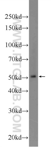 [24959-1-AP-150UL] BTNL8 Polyclonal antibody