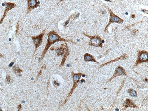 [24965-1-AP-150UL] GPR111 Polyclonal antibody