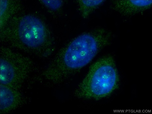[24967-1-AP-20UL] C10orf28 Polyclonal antibody