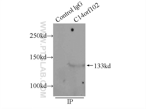 [24968-1-AP-150UL] NRDE2 Polyclonal antibody