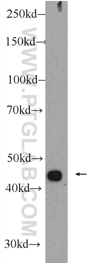 [24974-1-AP-150UL] ZNF114 Polyclonal antibody