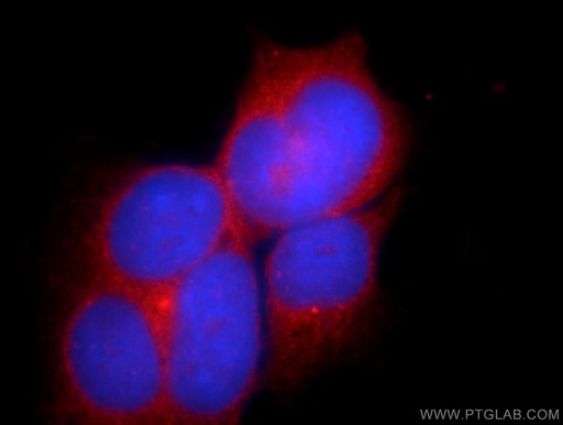 [24975-1-AP-20UL] C10orf68 Polyclonal antibody