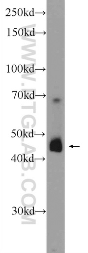 [24980-1-AP-20UL] SPATA1 Polyclonal antibody