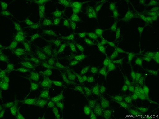 [24988-1-AP-150UL] RNF219 Polyclonal antibody