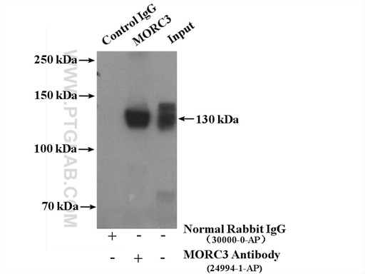 [24994-1-AP-150UL] MORC3 Polyclonal antibody