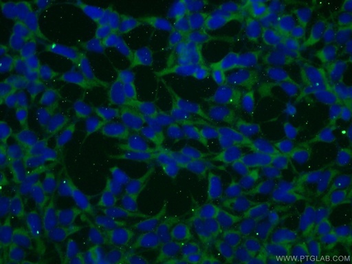 [24997-1-AP-150UL] BAALC Polyclonal antibody