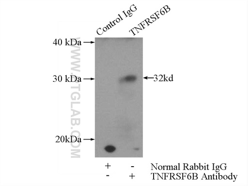 [24999-1-AP-20UL] TNFRSF6B Polyclonal antibody