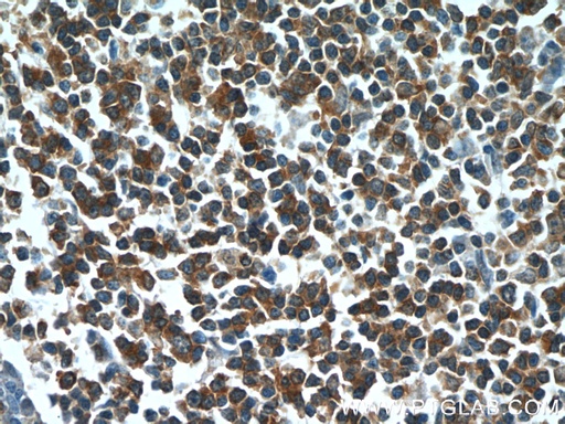 [25003-1-AP-20UL] HCLS1 Polyclonal antibody