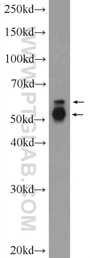 [25029-1-AP-20UL] PAG1 Polyclonal antibody