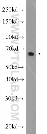 [25039-1-AP-150UL] NAS1/SLC13A1 Polyclonal antibody