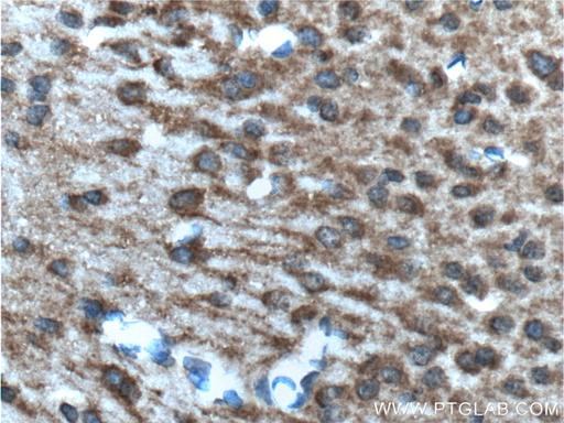 [25090-1-AP-20UL] PCDH9 Polyclonal antibody