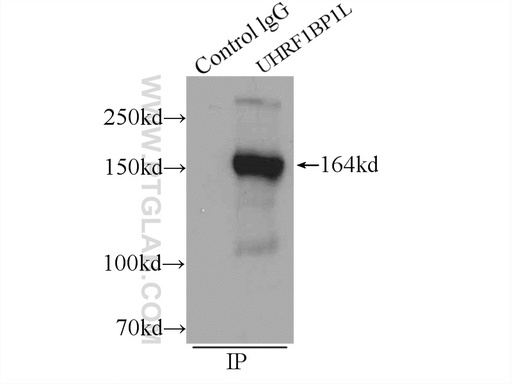 [25121-1-AP-20UL] UHRF1BP1L Polyclonal antibody