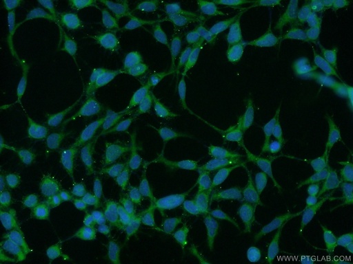[25122-1-AP-20UL] UBAC2 Polyclonal antibody