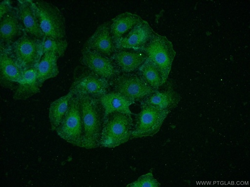[25133-1-AP-20UL] HAP1 Polyclonal antibody