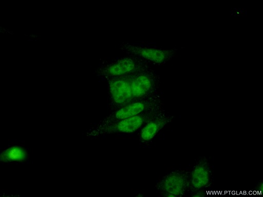 [25138-1-AP-20UL] CCDC12 Polyclonal antibody