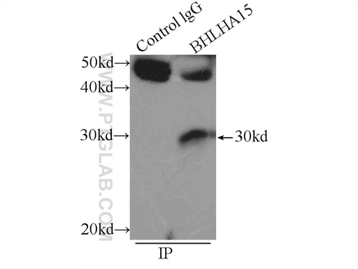 [25140-1-AP-20UL] BHLHA15 Polyclonal antibody
