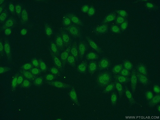 [25142-1-AP-150UL] HNRNPA3 Polyclonal antibody