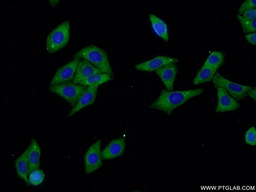 [25167-1-AP-20UL] ALDH1A3 Polyclonal antibody