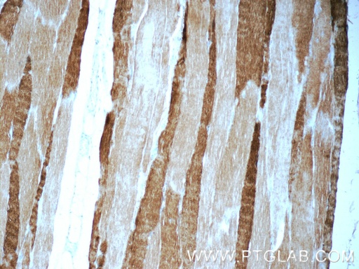 [25182-1-AP-150UL] MYH1 (N-terminal) Polyclonal antibody