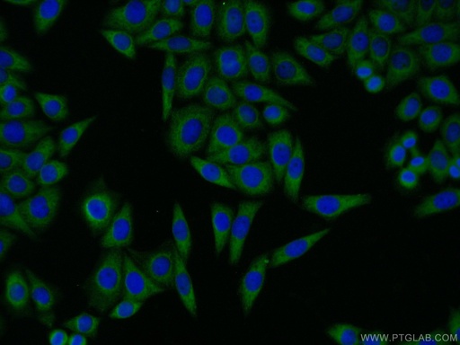 [25183-1-AP-150UL] GBF1 Polyclonal antibody