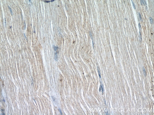 [25207-1-AP-20UL] OSTN Polyclonal antibody