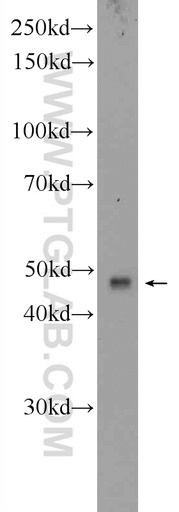 [25221-1-AP-20UL] BTN3A1 Polyclonal antibody