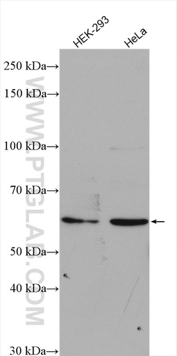 [25227-1-AP-20UL] C15orf44 Polyclonal antibody