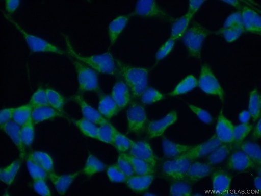 [25233-1-AP-20UL] MARF1 Polyclonal antibody