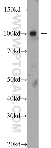 [25242-1-AP-150UL] ZNF483 Polyclonal antibody