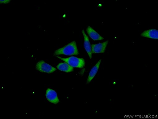 [25249-1-AP-20UL] C6orf130 Polyclonal antibody