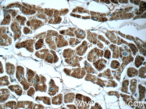 [25252-1-AP-20UL] GUCY2F Polyclonal antibody