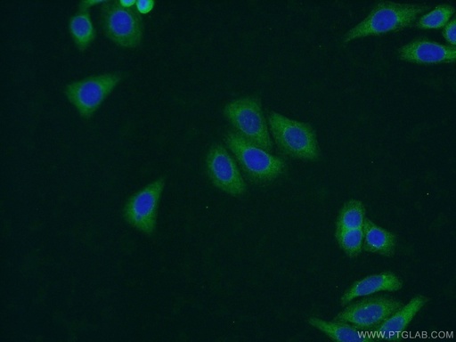 [25262-1-AP-20UL] UAP1L1 Polyclonal antibody