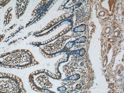 [25264-1-AP-20UL] GPR44 Polyclonal antibody