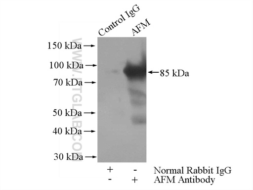 [25280-1-AP-20UL] AFM Polyclonal antibody