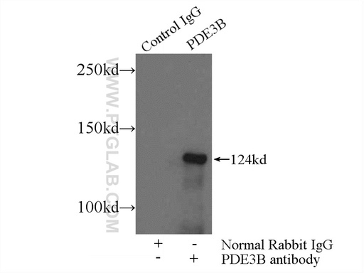 [25290-1-AP-20UL] PDE3B Polyclonal antibody