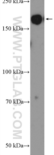 [25298-1-AP-20UL] MLH3 Polyclonal antibody