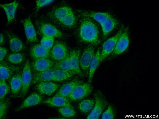 [25361-1-AP-20UL] COA7 Polyclonal antibody