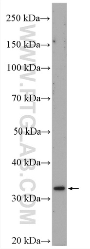 [25364-1-AP-150UL] C16orf93 Polyclonal antibody