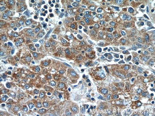 [25366-1-AP-20UL] TMEM182 Polyclonal antibody