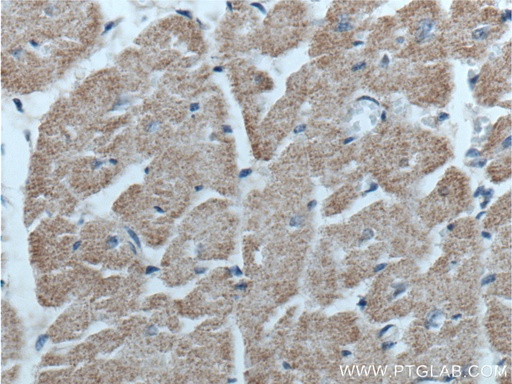 [25379-1-AP-20UL] GFRA3 Polyclonal antibody