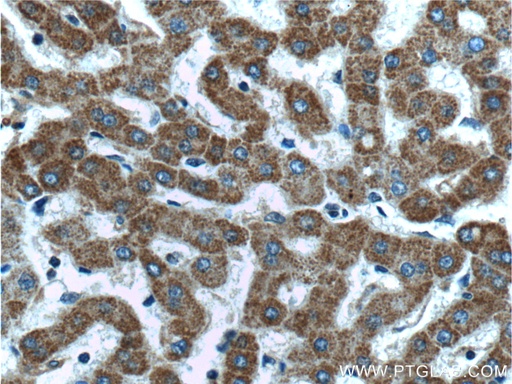 [25383-1-AP-20UL] MTF1 Polyclonal antibody